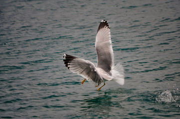 Hunting seagull