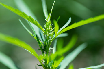 Obraz premium Backgrounds of Cannabis trees are growing on the ground, Used to study the treatment of diseases.