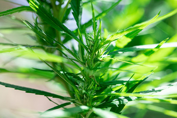 Fototapeta premium Backgrounds of Cannabis trees are growing on the ground, Used to study the treatment of diseases.