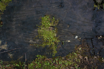 the moss on the stump