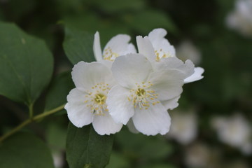 Obraz na płótnie Canvas Jasmine bush bloomed with white fragrant flowers