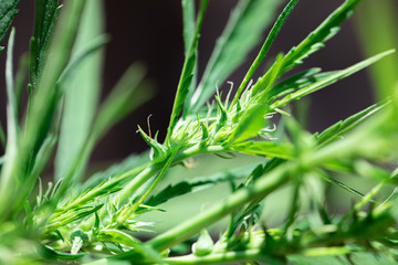 Backgrounds of Cannabis trees are growing on the ground, Used to study the treatment of diseases.