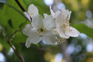  Jasmine bush bloomed with white fragrant flowers