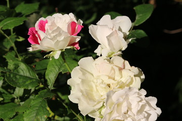 Fototapeta na wymiar Fragrant elegant roses bloom in the garden