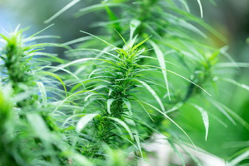 Backgrounds of Cannabis trees are growing on the ground, Used to study the treatment of diseases.