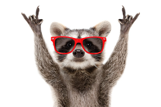 Portrait of a funny raccoon in red sunglasses showing a rock gesture isolated on white background