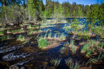 Summer landscape - lake on a Sunny summer day