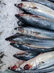 Fresh freezing mackerel In market