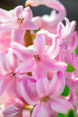 Fototapeta na wymiar Pink Hyacinth flower