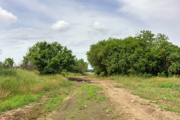 Summer road leading to the ranch through the meadow and field.