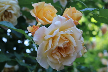Beautiful scented yellow roses bloom in the garden