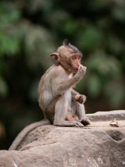 Naklejka na ściany i meble Macaque Monkey at Angkor Wat, Cambodia