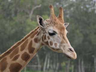 Giraffe Head looking down