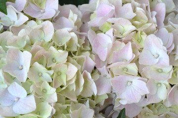 Hydrangea white bloming in garden, hydrangea arborescens Annabelle white balls summer flowers.