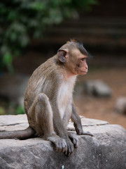 Macaque Monkey at Angkor Wat, Cambodia