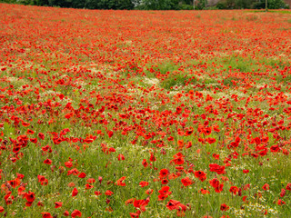 Poppy field near Kidderminster England