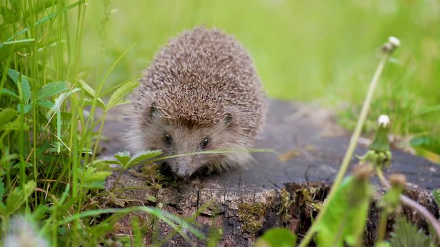 Common cute hedgehog on a stump in spring or summer forest. Young beautiful hedgehog in natural habitat outdoors in the nature.