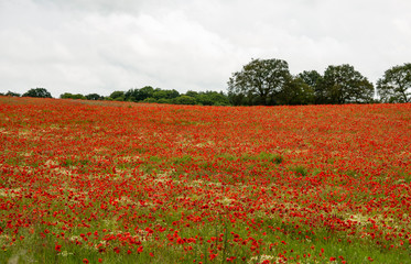 Poppy field near Kidderminster England