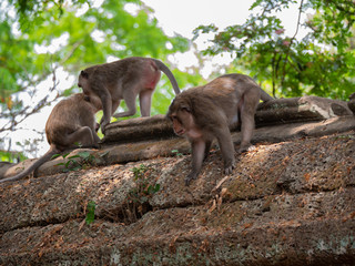Obraz na płótnie Canvas Macaque Monkey at Angkor Wat, Cambodia
