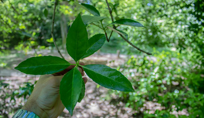 Leaves of portugal laurel tree close-up.