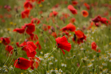 Poppy field near Kidderminster England