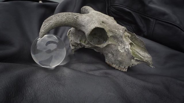 A weathered sheep skull and crystal ball positioned outdoors on a black leather jacket