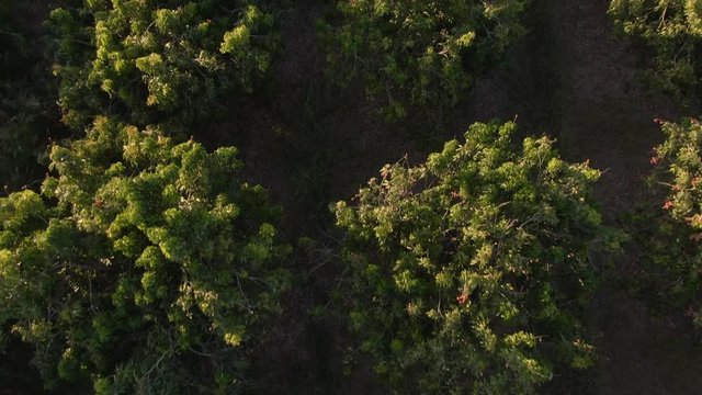 Mango trees in sinaloa mexico. 
Drone Clip.