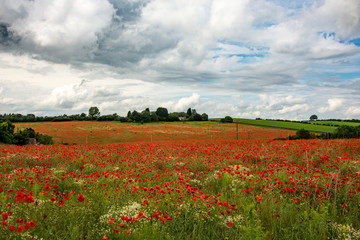 Poppy field near Kidderminster England