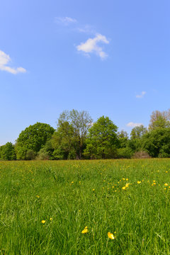 Weideswiesen-Oberwald bei Erlensee
