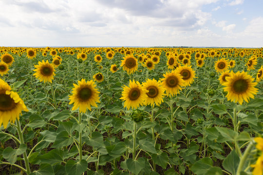 A field of sunflowers on a sunny day. Close-up. Harvest concept