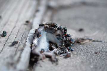 Close up of Flies eating lizard carcass on ground