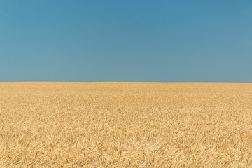 Landscape of a vast field of wheat against the blue sky