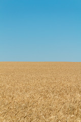 Landscape of a vast field of wheat against the blue sky