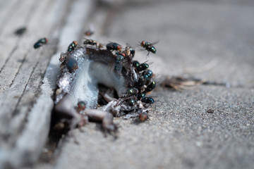 Close up of Flies eating lizard carcass on ground
