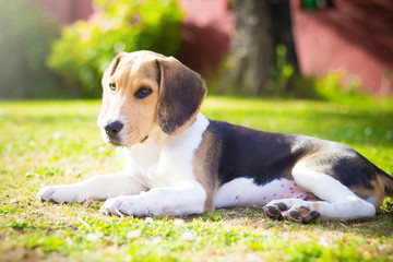 puppy beagle dog