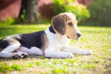 beagle puppy portrait