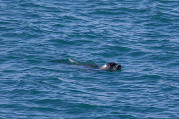 Fototapeta premium seal in water island wild animal