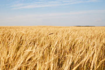 Field with ripe wheat. Wheat from close range on a summer sunny day. Yellow field with ripe cereals