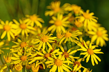 Blühendes Jakobskreuzkraut, Jakobs-Greiskraut, Senecio jacobaea