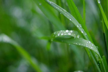 Fototapeta na wymiar Water drops on the green grass. Macro photography. - Image