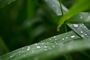 Water drops on the green grass. Macro photography. - Image