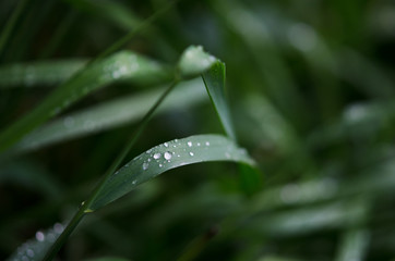 Water drops on the green grass. Macro photography. - Image