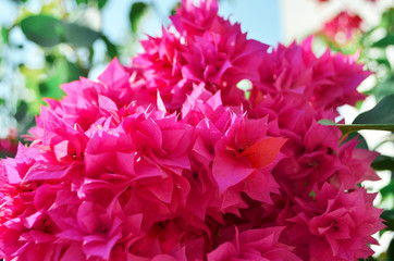 Blooming Pink flowers close up. Summertime. - Image