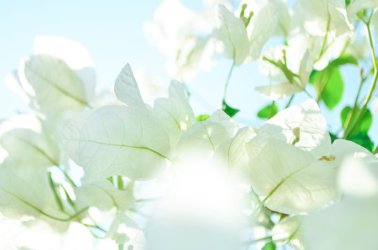 Macro photo of bougainvillea flower background. - Image