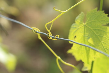 Vigne - vrilles de vignes