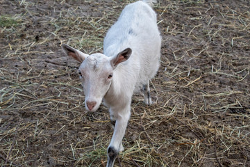 Obraz premium Very cute funny white goats on a pasture on a summer evening
