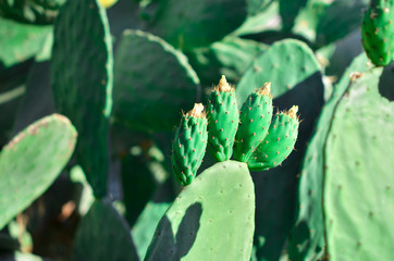 Green plant cactus with spines and dried flowers. - Image