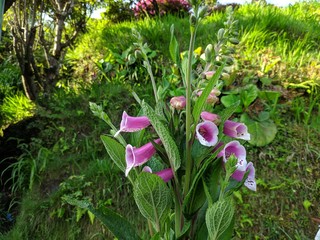 Beautiful purple digitalis or foxglove flower. © Jahirul Islam