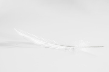 White feather of a bird on a white background