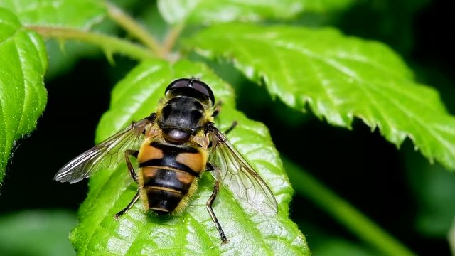 Hover Fly, Hover-Fly, Fly